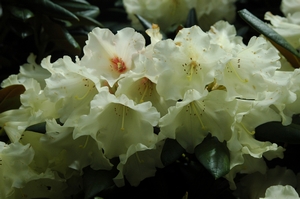 Rhodo Yak No 1